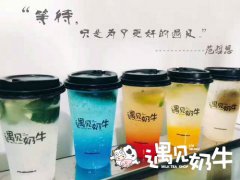 夏天创业就选遇见奶牛代理