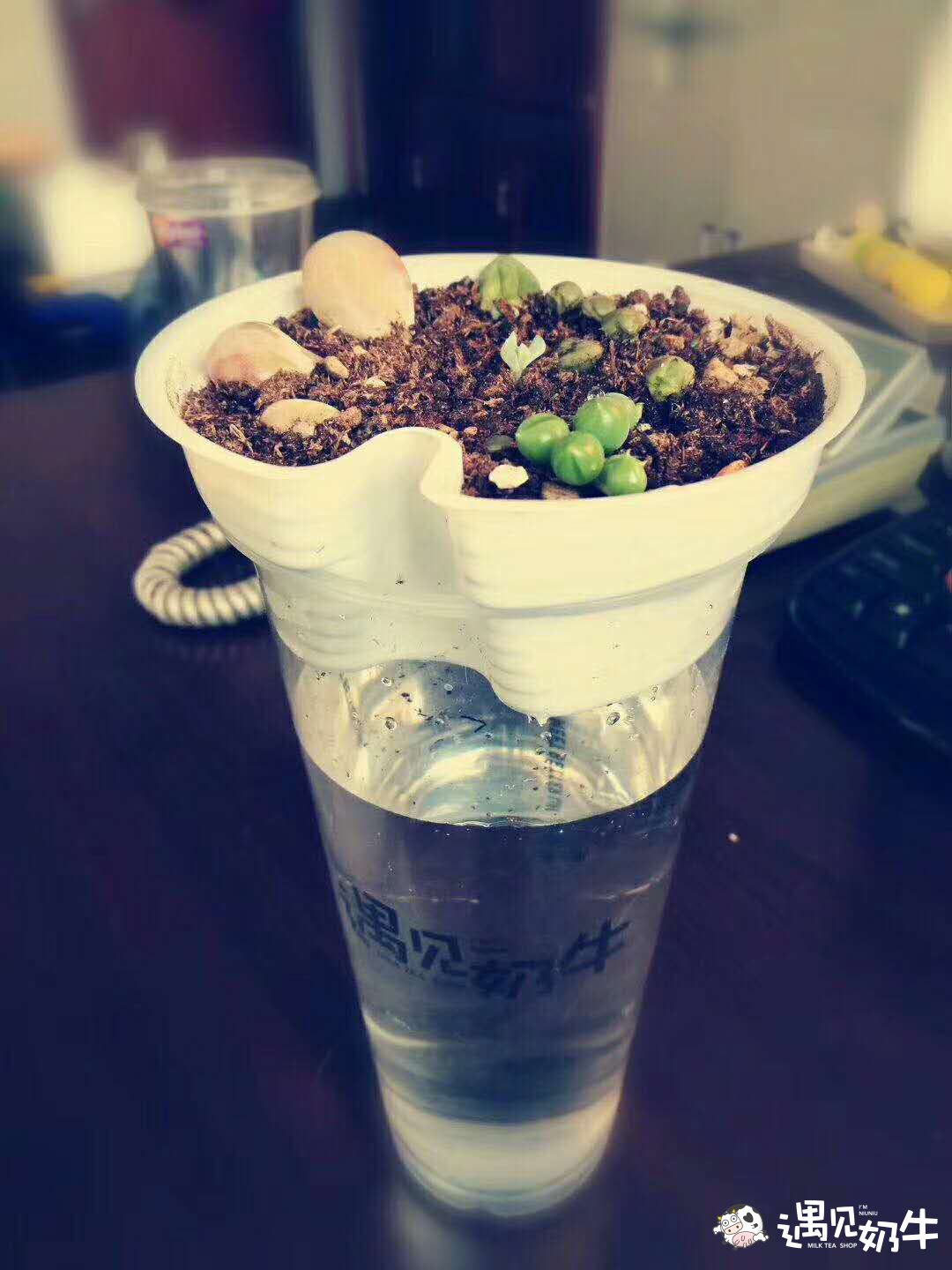 遇见奶牛奶茶加盟店